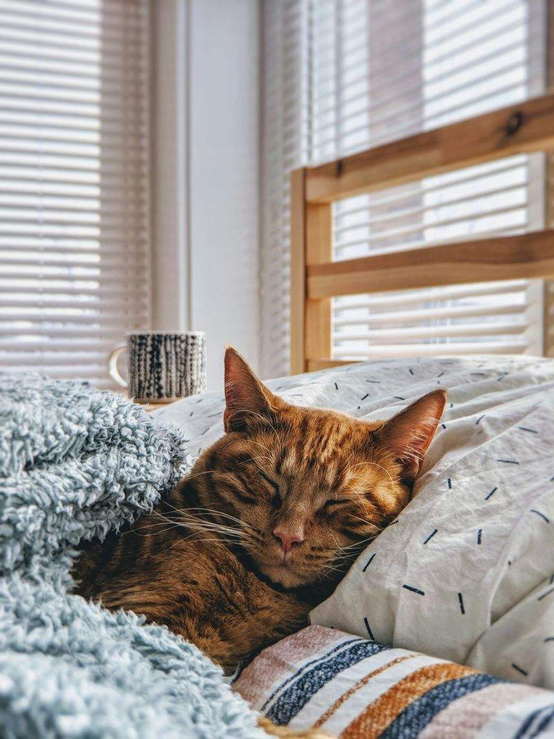 How to Create a Cozy Spring Routine for Your Cat