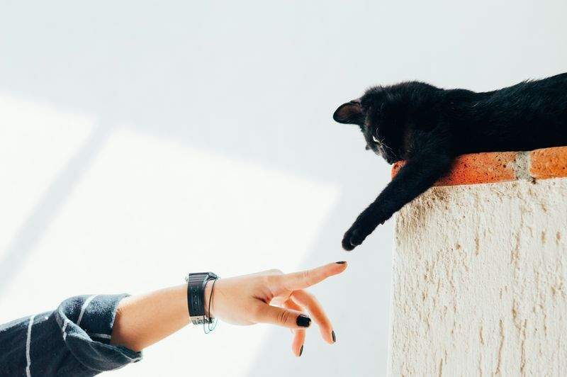 Choosing the Right Cat Accessories for Everyday Comfort