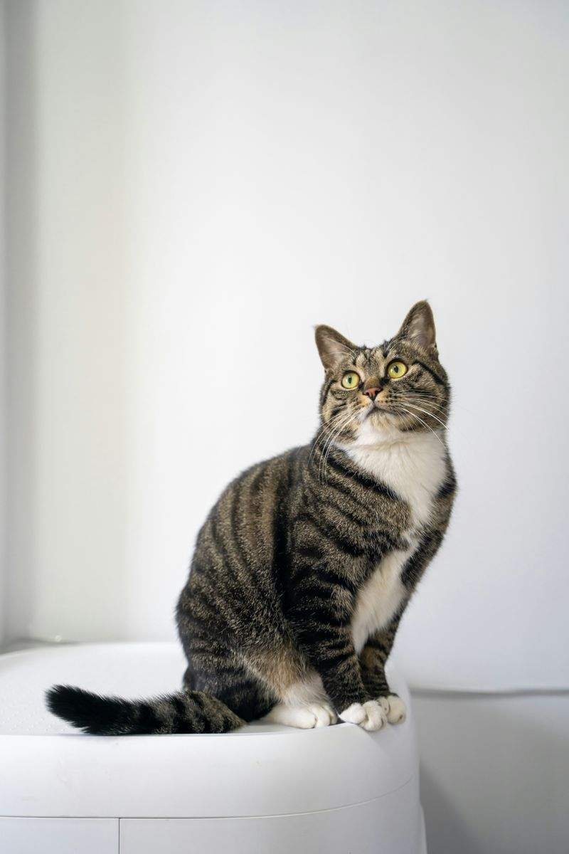 Simple Ways to Keep Indoor Cats Engaged and Happy