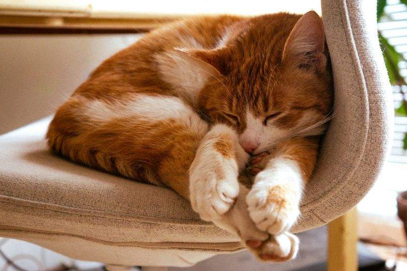 Nordic Purr Care 1