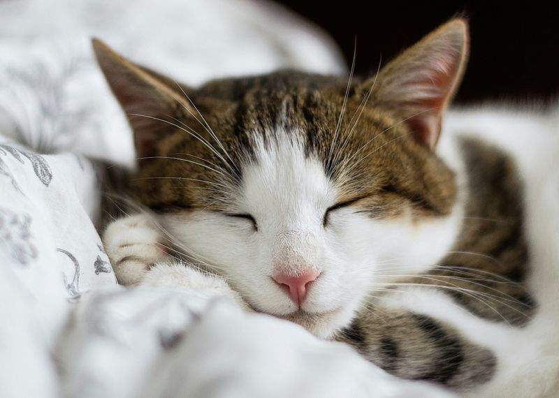 Nordic Purr Care 10