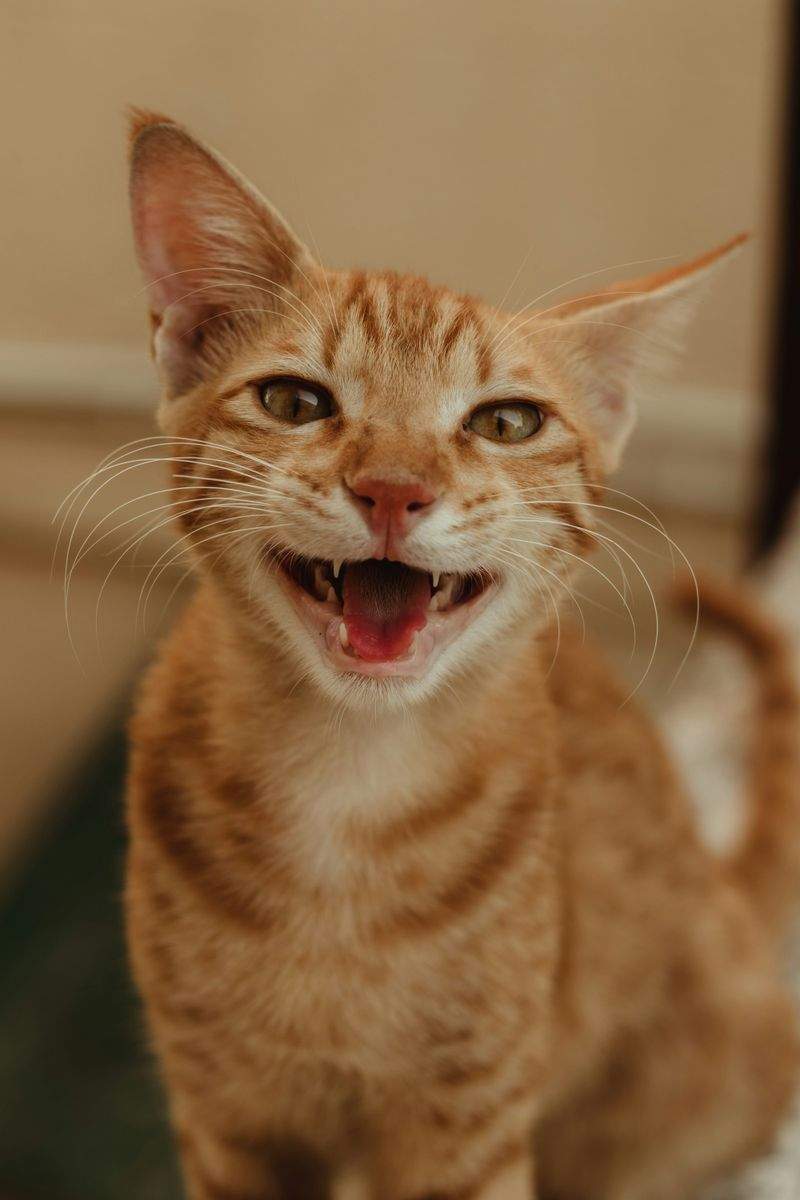 Nordic Purr Care 11