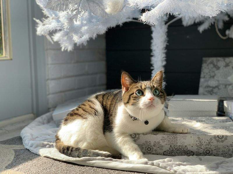 Nordic Purr Care 2