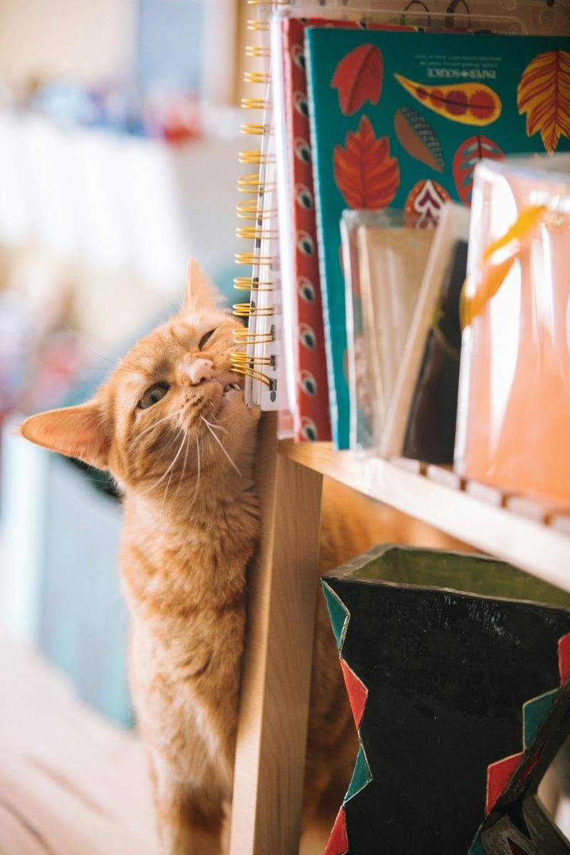 Nordic Purr Care 3