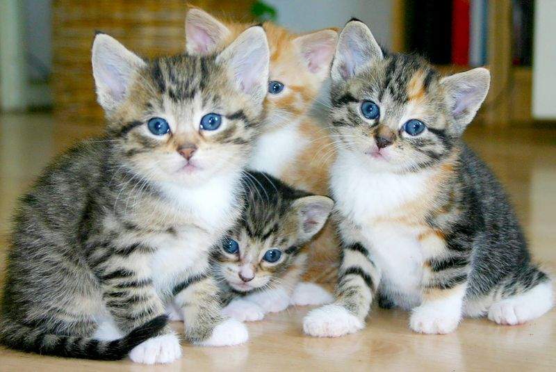 Nordic Purr Care 4