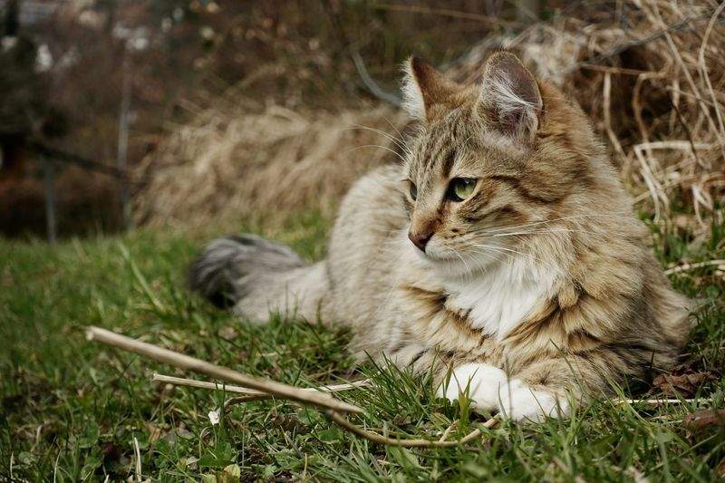 Nordic Purr Care 7