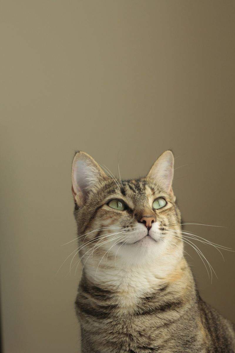 Cat sitting visits