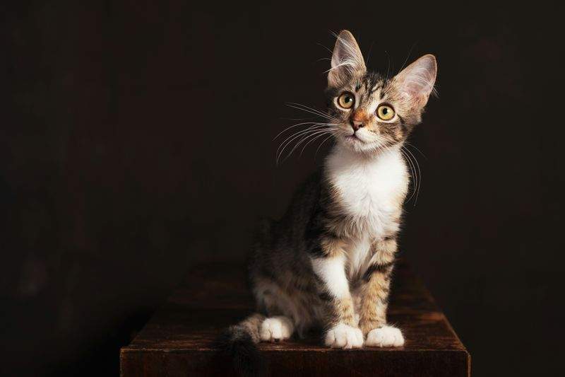 Kitten care support